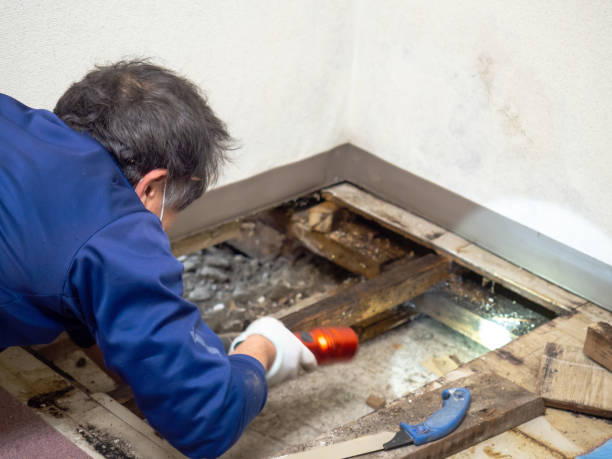 Best Mold Cleaning Services  in Orrville, OH