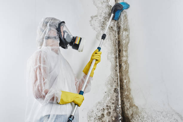Best Mold Testing  in Orrville, OH