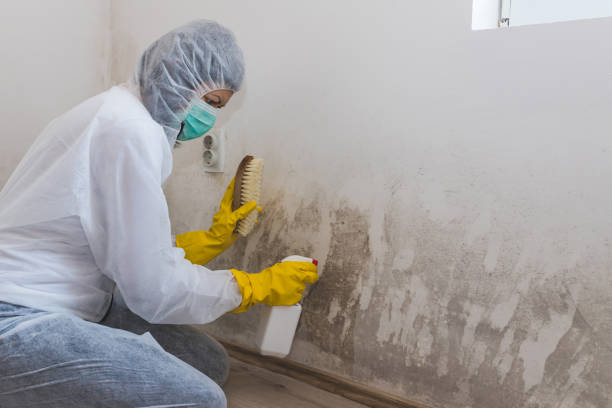 Best Local Mold Removal Service  in Orrville, OH