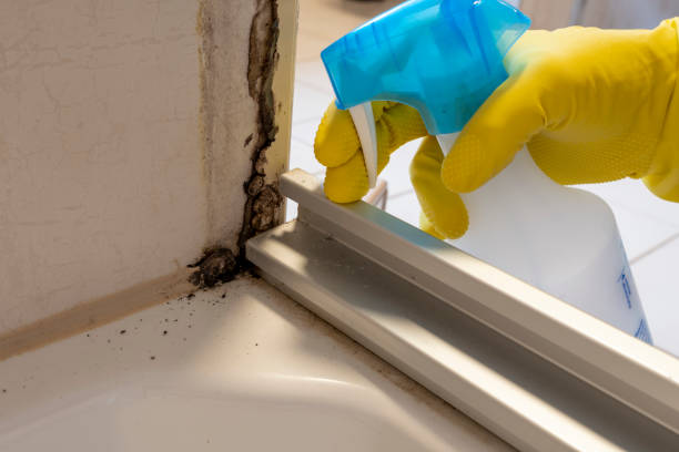 Trusted Orrville, OH Mold Removal Experts