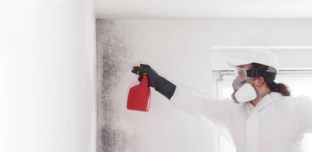 Best Professional Mold Removal  in Orrville, OH