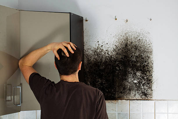 Best Fast Mold Removal  in Orrville, OH