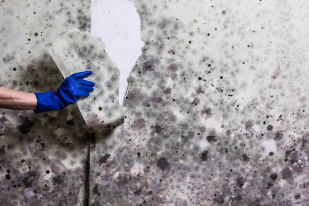 Best Mold Removal Near Me  in Orrville, OH