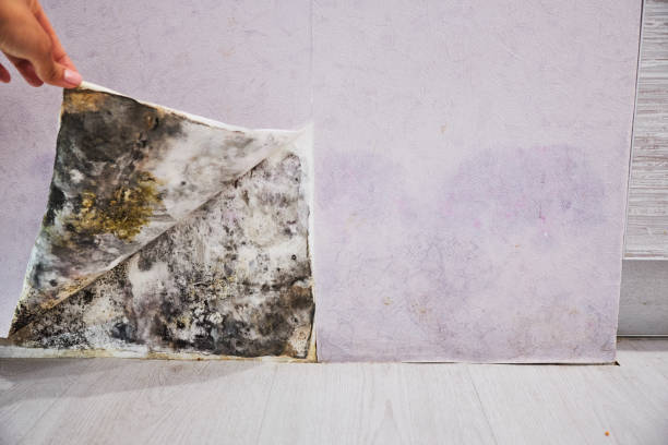 Best Attic Mold Removal  in Orrville, OH